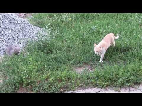 Немного о котах