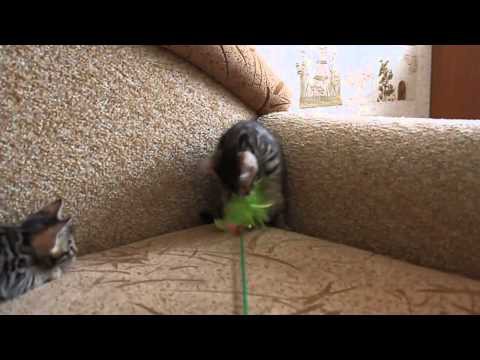 Бенгальские котята