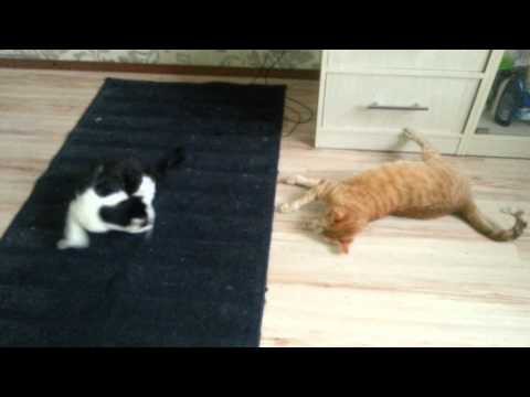 Коты кайфуют по полной