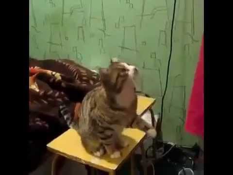  Вот так меня погладь 