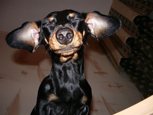 Пост of Собакен!