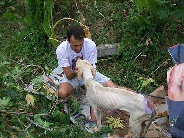 Чудесное спасение умирающей собаки замечательным человеком 