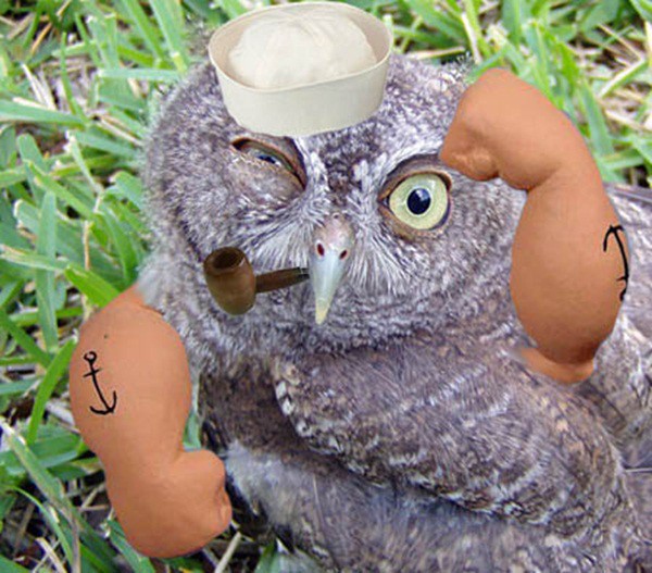 Если бы у птиц были руки