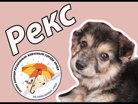 Рекс - щенок который нашел дом