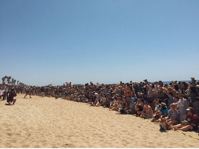 Ежеквартальная Пляжная вечеринка корги: 23 фото собачьего рая
