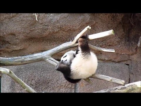 Потешная панда