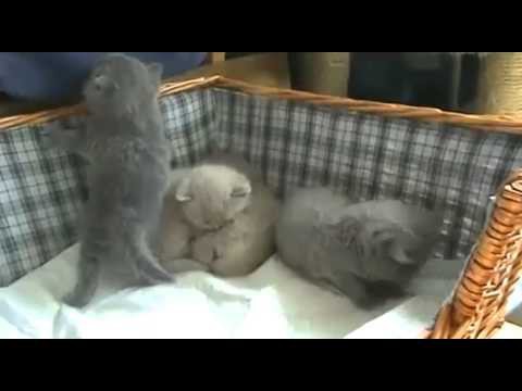 Парочка видео про котят