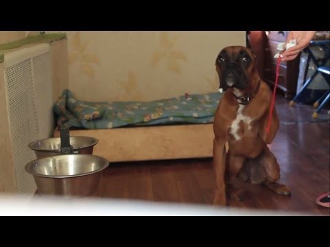 Застесняли собачку!