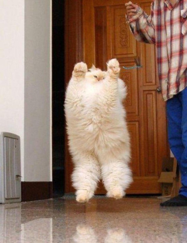 Крупные домашние кошки и коты