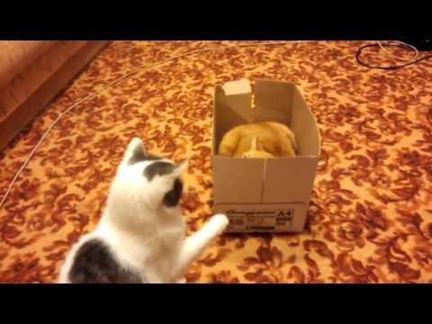  Жестокая битва за коробку