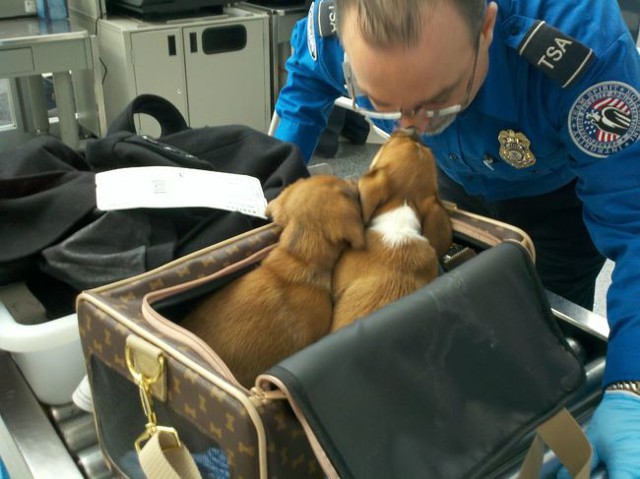 Животные в дороге: 17 прелестных маленьких "пассажиров"