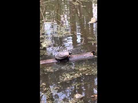 Упрямая черепаха