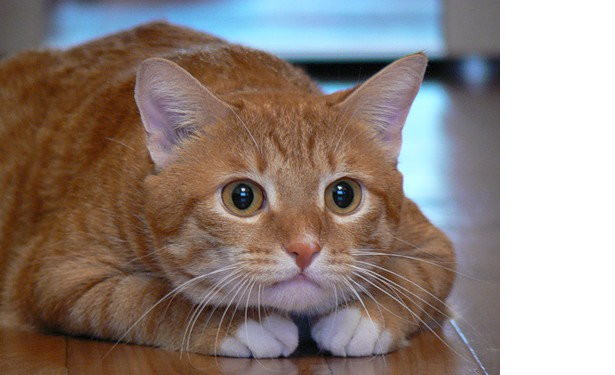 Кот нашел свою хозяйку, пройдя 250 километров