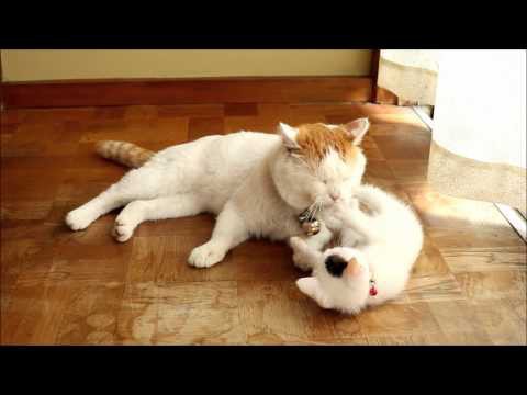 Про ленивого кота и маленькую бестию