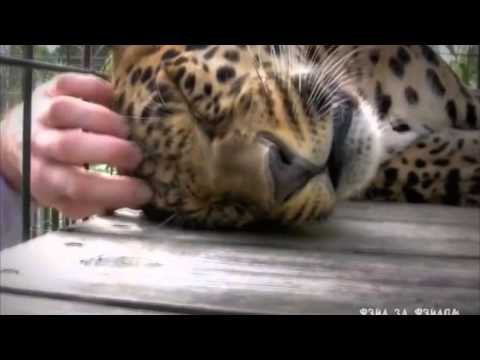 Погладь котика !