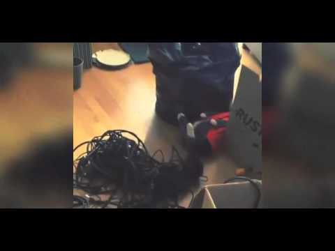 Кот застрял