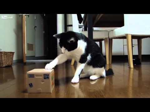 Скоро игрушка доведет эту кошку 