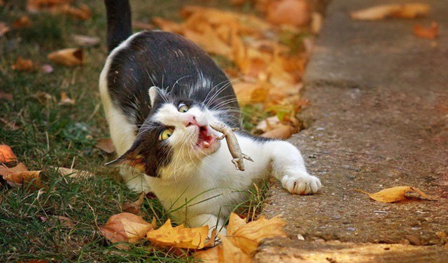 Фотографии, сделанные в самый нужный и решающий момент времени