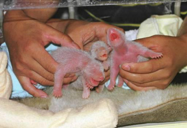 Симпания BABY Панда ой ой ой 