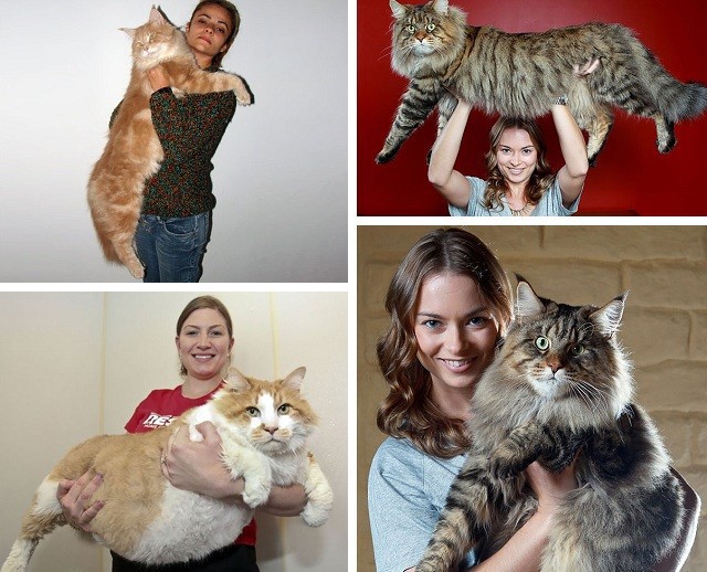 Кошки бывают разные… Например, гигантские!