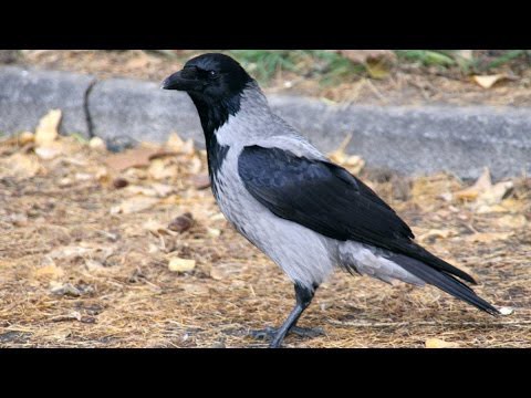 Игривая ворона пристает к собаке