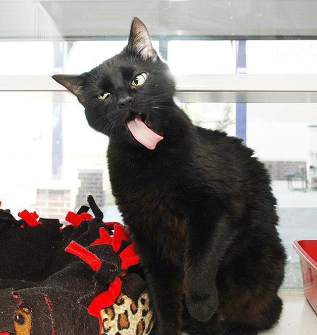 Сборка лучших Coub за апрель 2015 года - Часть 2