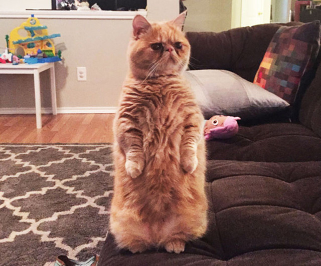 Котэ прямоходящий