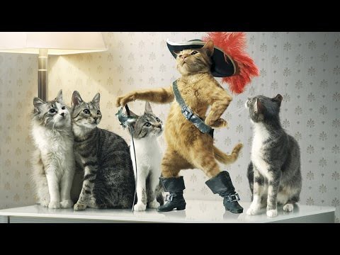 Смешная подборка про котов