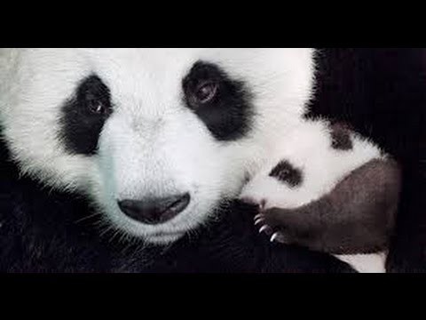 Born in China HD ( Трейлер ) 