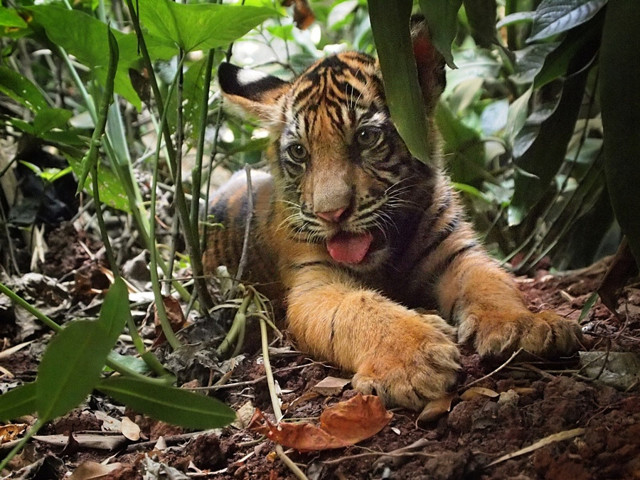 Милые животные, которые заставят вас улыбнуться
