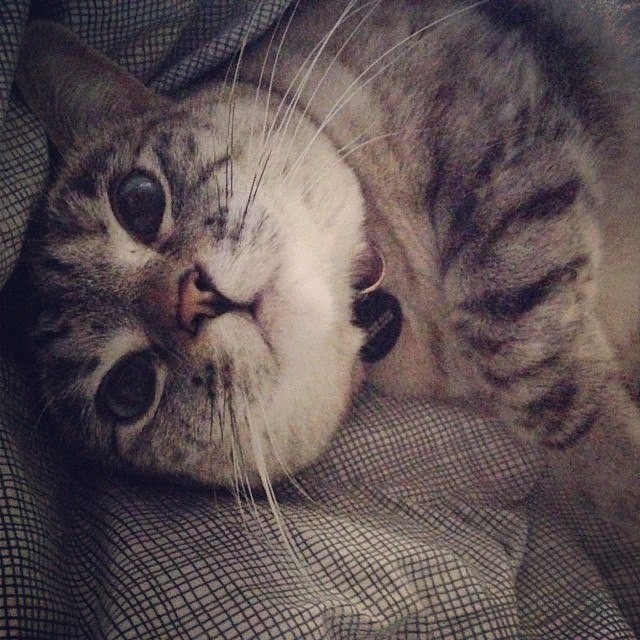 Котопокалипсис #3 (Подборка с котами)