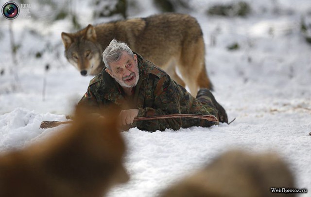 Волк человеку друг ! 