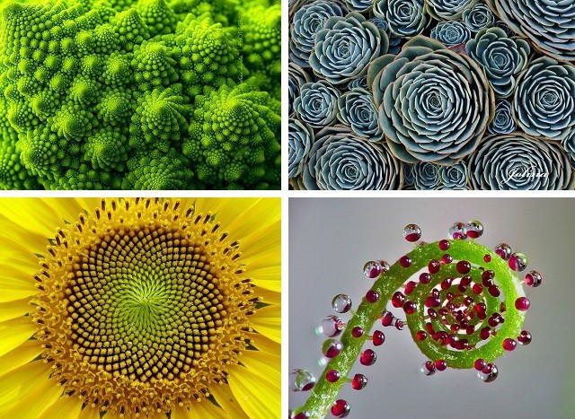   15 растений для тех, кто любит симметрию