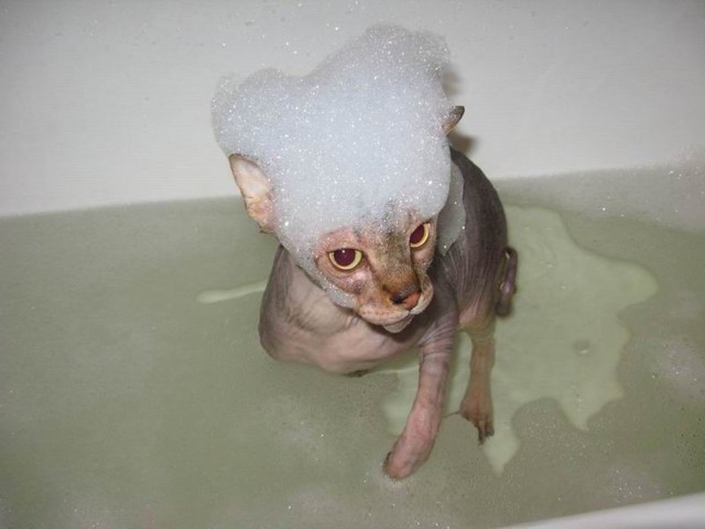 Постирай КОТЭ