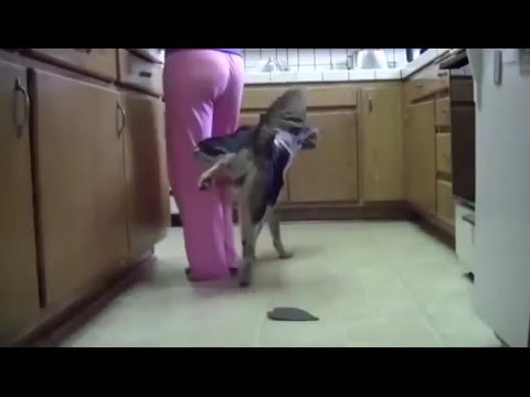  Даже собака умеет больше, чем ты!