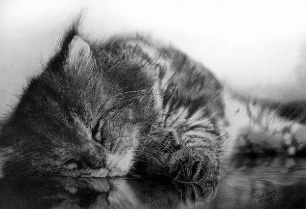  Фотографические рисунки кошек