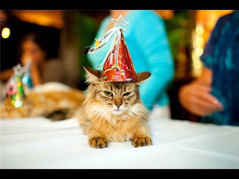 Кошка-долгожительница. Ей уже 100 лет