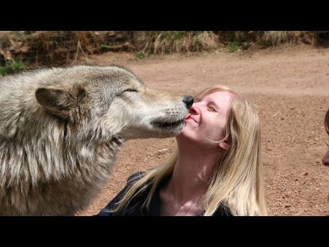Необычная дружба человека с дикими животными