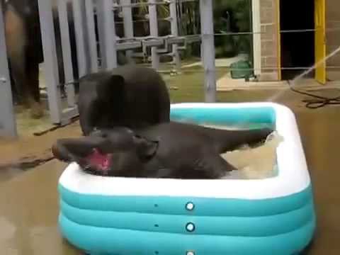 Слонята купаются