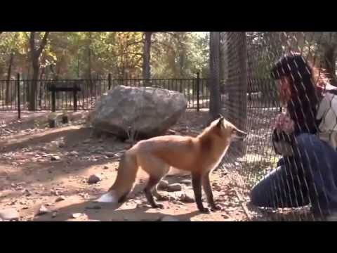  Веселая лиса 