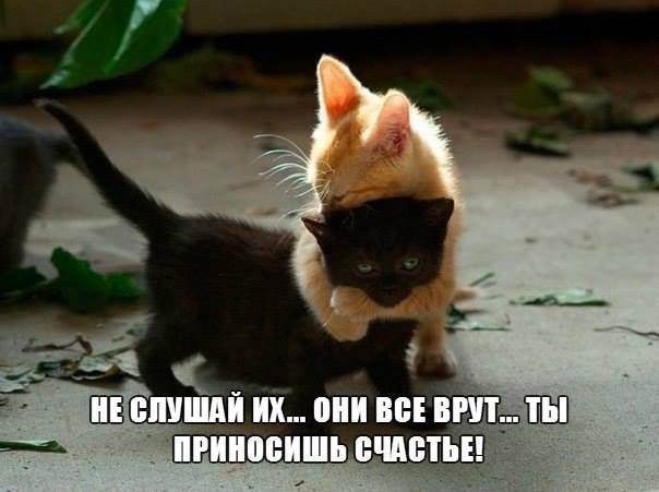 Котята.
