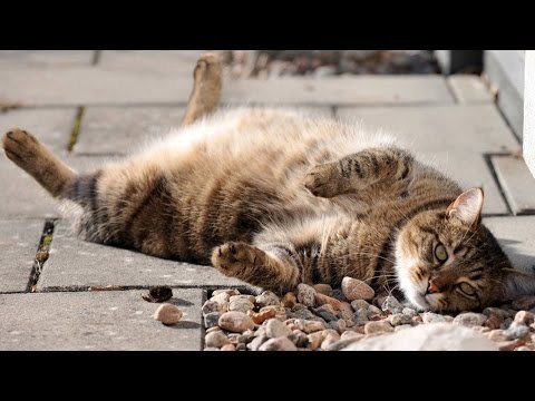 Самый ленивый кот