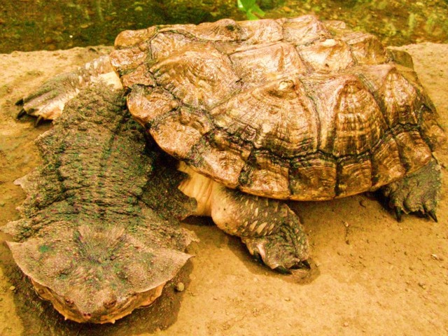 Бахромчатая черепаха