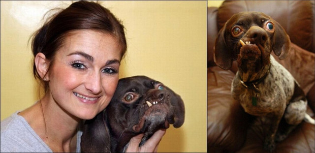 Самая несуразная собака по кличке Doug