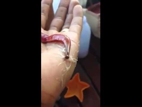 Странное существо