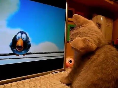 Как котенок смотрит мультик