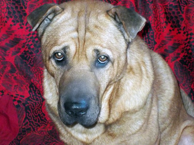 История одной нечеловеческой любви