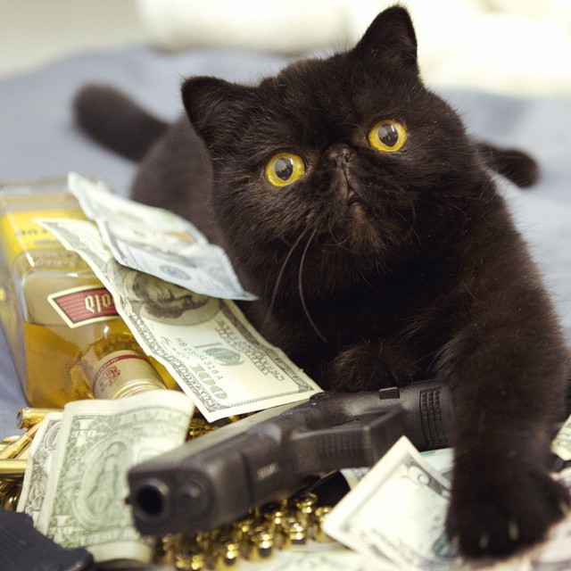 20 очень богатых и опасных котиков (20 фото)