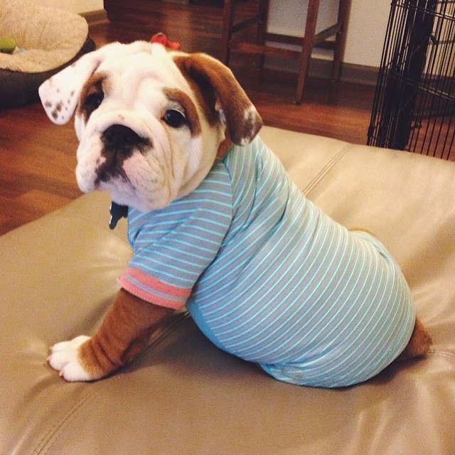 12 щенков в пижамах, которые поднимут вам настроение 