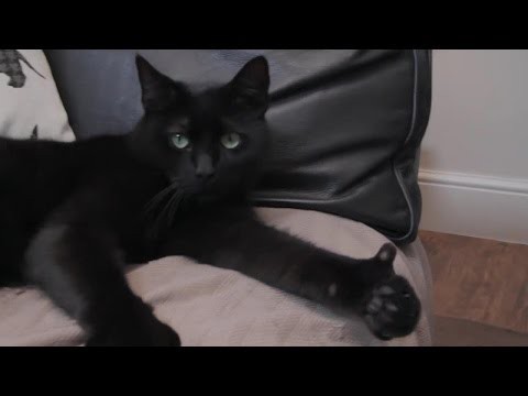 Кот показывает Класс